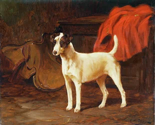 厩舎のフォックステリア